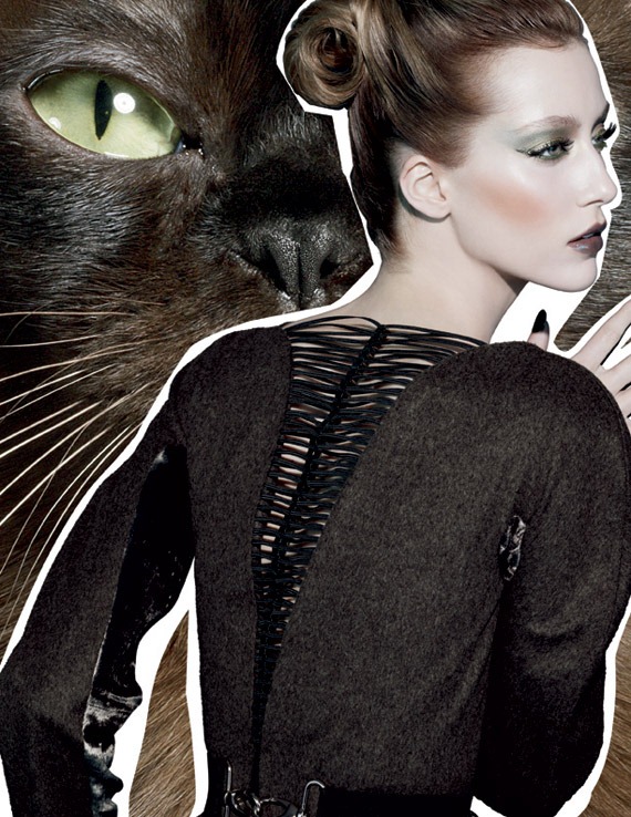 Fabulous-Felines-Burmese-Beauty-1
