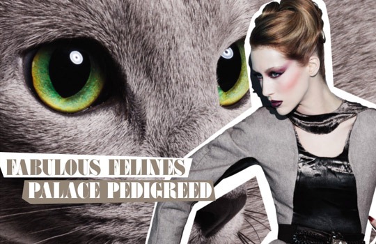 MAC-Fabulous-Felines-Palace-Pedigreed-1